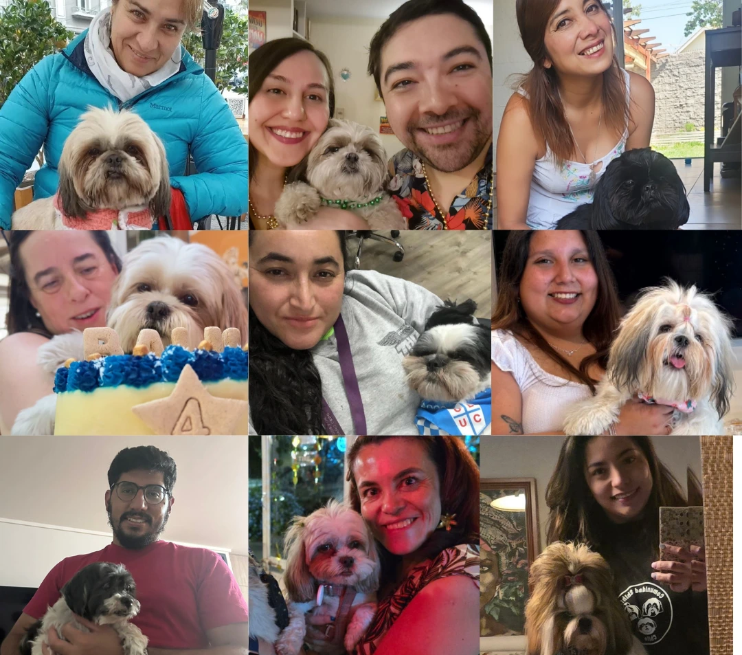 rescatistas de la raza shih tzu