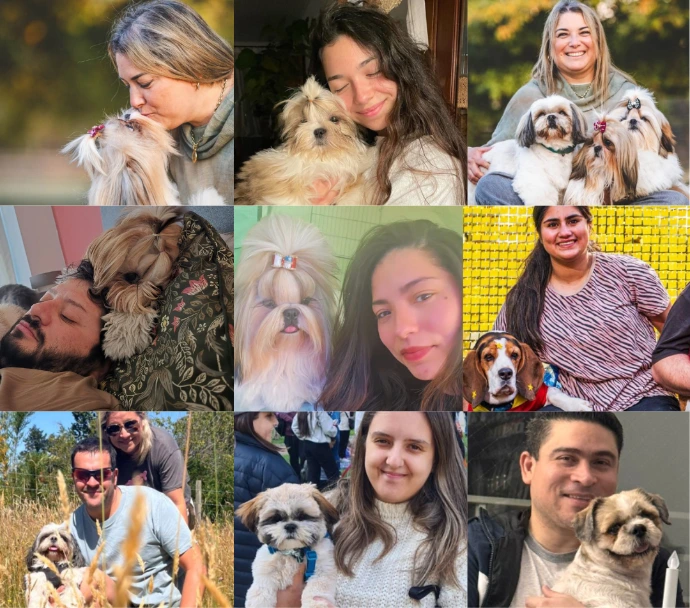 amantes de la raza shih tzu