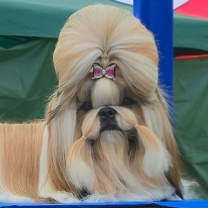 Gran Campeona Chilena grupo 9 kcc