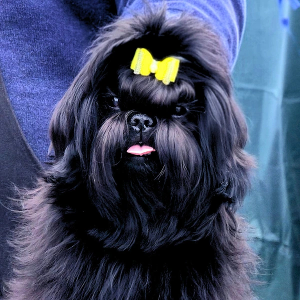 Gran Campeona joven grupo 9kcc