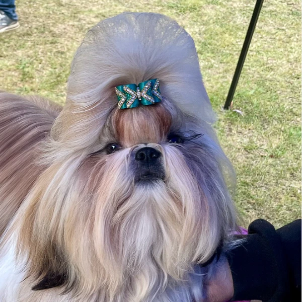 Gran campeon chileno grupo 9