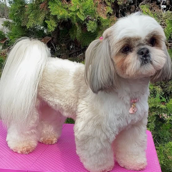 Gran Campeona Chilena